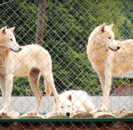 Любов до тварин – як покликання. Чого ви не знали про унікальний еко-парк «Долина вовків»?