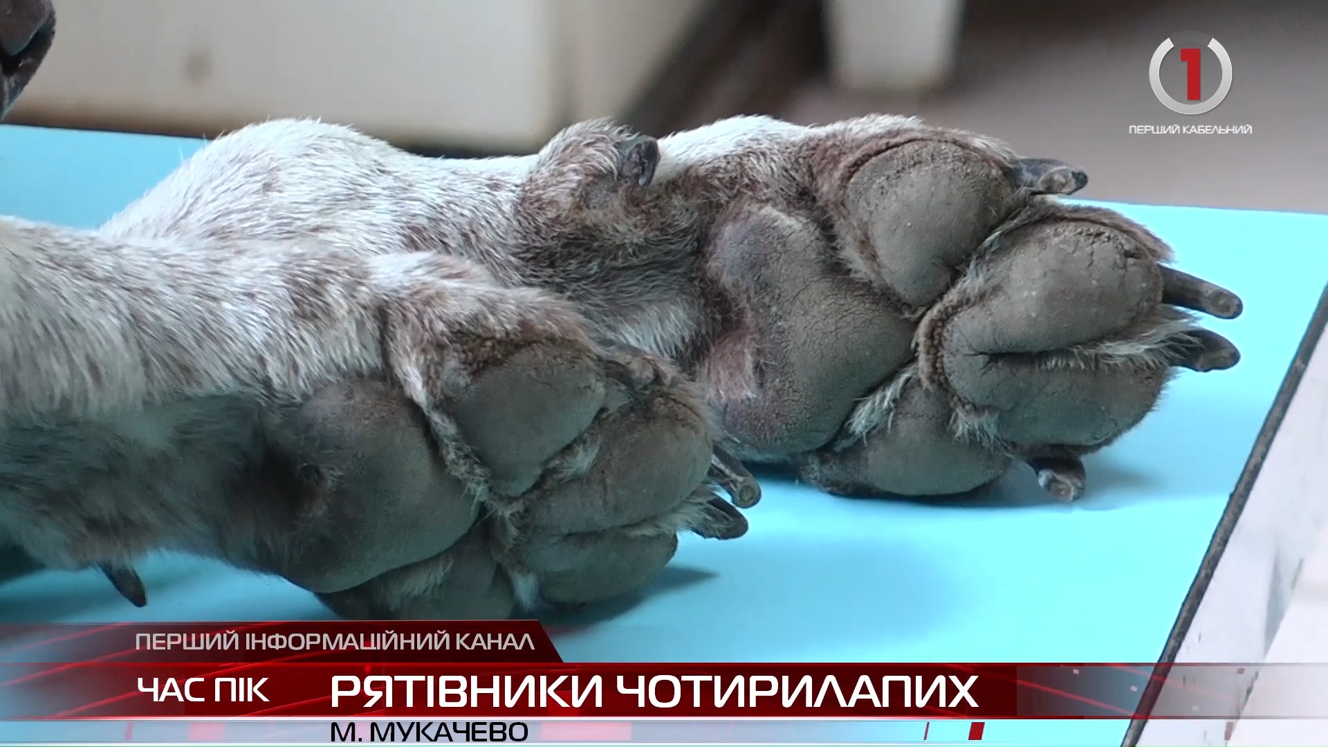 Мукачівська міськрайонна ветеринарна лікарня рятує життя чотирилапим