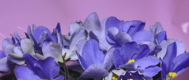 Закарпатка виростила понад тисячу сортів фіалок