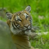 Тигриця в Нью-Йорку захворіла коронавірусом