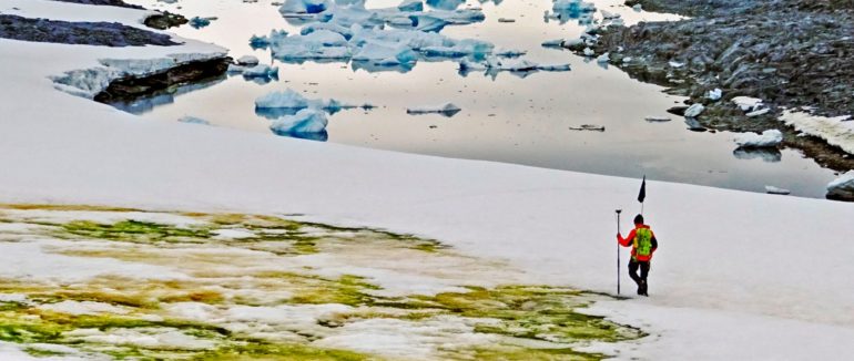 Антарктида зеленіє: на континенті виникає нова екосистема через глобальне потепління