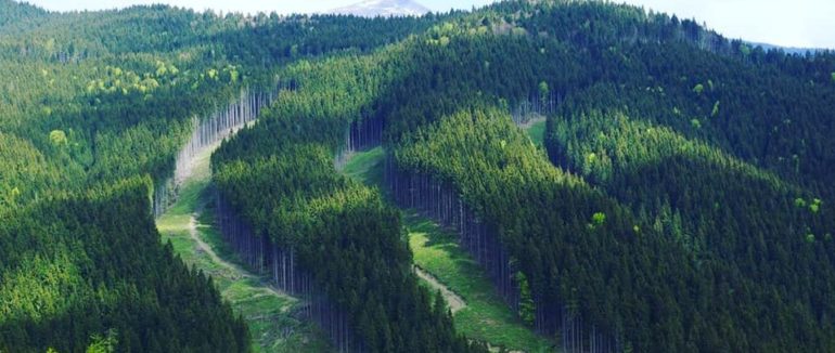 В Україні проведуть інвентаризацію лісів