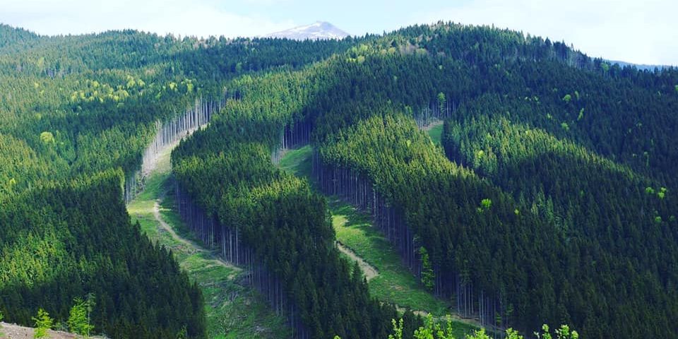 В Україні проведуть інвентаризацію лісів