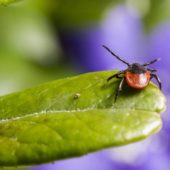 Сезон кліщів: що таке хвороба Лайма, як захиститися і діяти в екстрених випадках