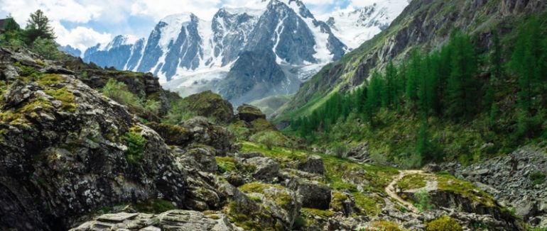 Зміни клімату зроблять дерева меншими і змусять помирати молодими