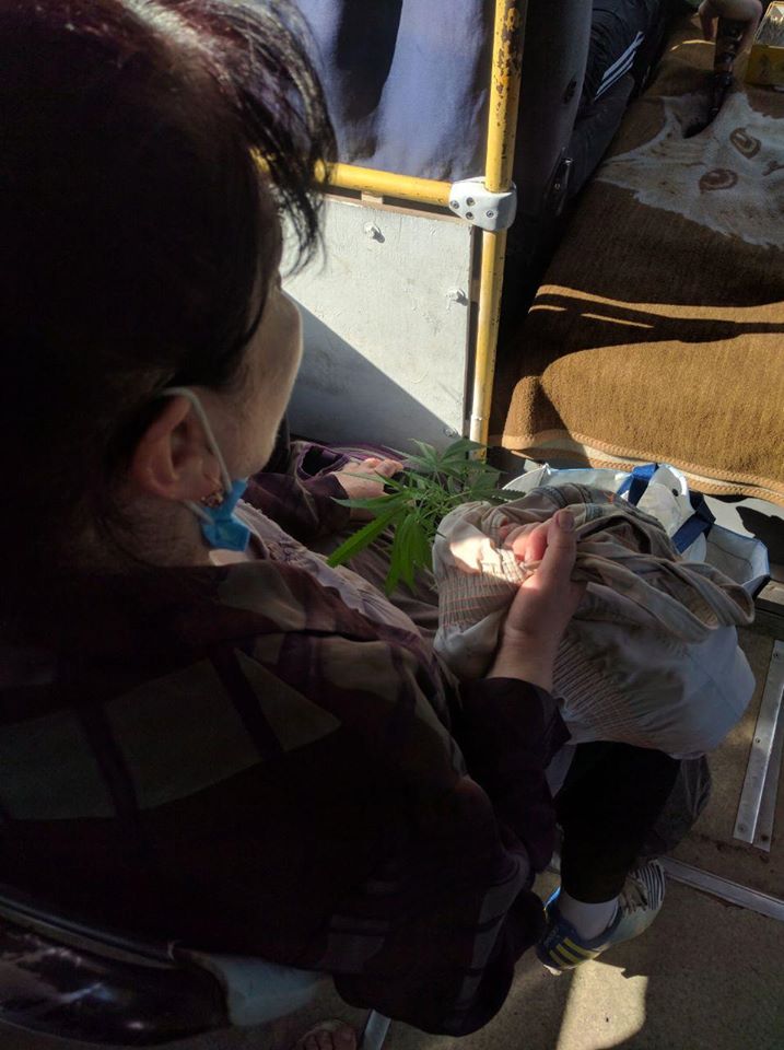 В Ужгороді бабуся "сплутала" кущ томатів з кущем марихуани - фото