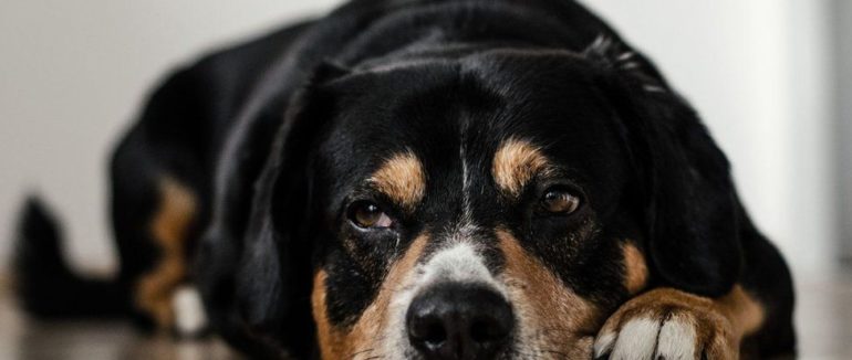 Висновки дослідження: чи скоюють тварини самогубство?