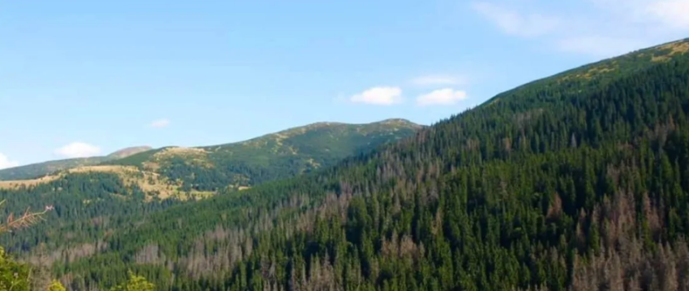 Відомо причини чому зникають карпатські ліси