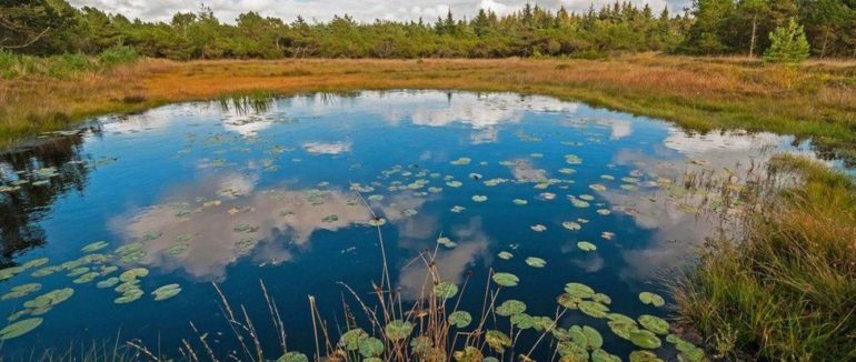 Моторошна таємниця болотяних людей