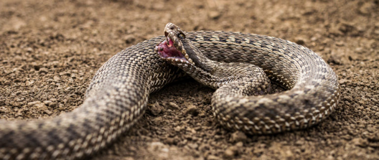 На Закарпатті через укус змії жінка опинилася у реанімації