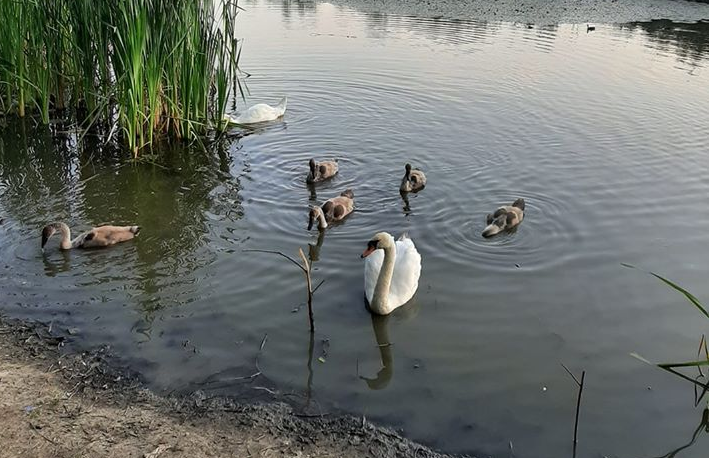В Ужгороді діти регулярно знущаються з лебедів-шипунів