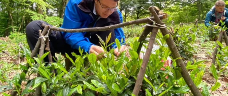 Чайний ренесанс: як експерт з Києва відроджує чайну плантацію в Мукачеві