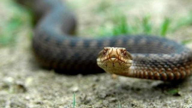 На Свалявщині та Міжгірщині змії покусали дітей