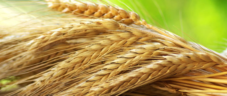 Україна експортувала рекордну кількість зернових