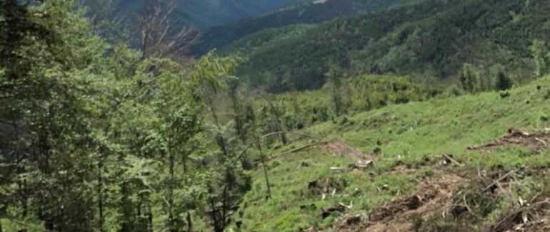 На Закарпатті судитимуть посадовців, які допустили порубку лісу на три мільйони гривень