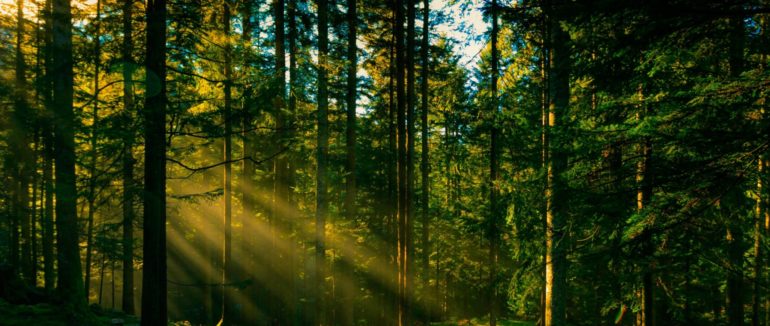 На Міжгірщині розшукують чоловіка, який пішов у ліс і не повернувся