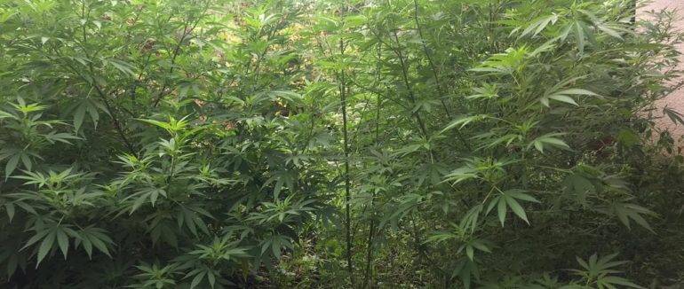 На Мукачівщині поліція виявила незаконне зберігання наркотичних речовин – ФОТО