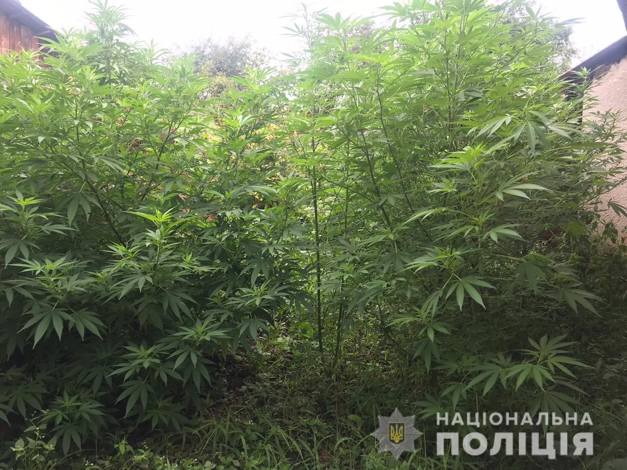 На Мукачівщині поліція виявила незаконне зберігання наркотичних речовин - ФОТО