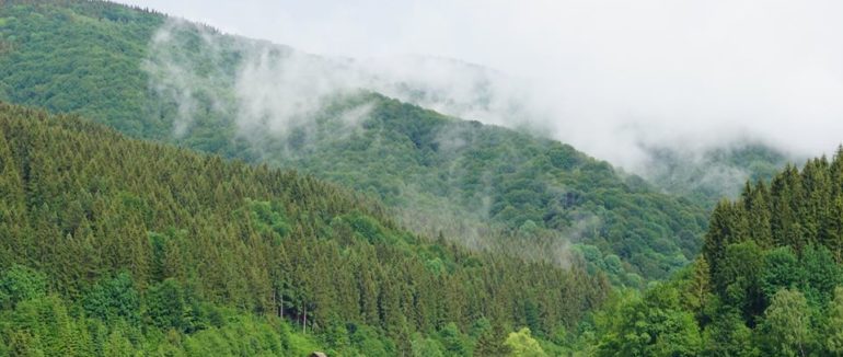 Держлісагентство оголосило конкурс на вакантну посаду керівника УЛМГ Закарпаття