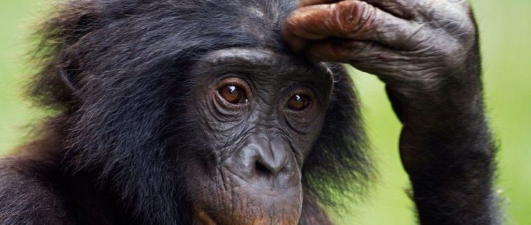 Людина – не унікальний вид. Хоч як би нам цього не хотілося