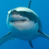 Чоловік побив акулу, яка напала на його дружину