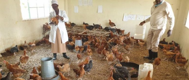 Школи на карантині: у Кенії навчальний заклад перетворили на курник