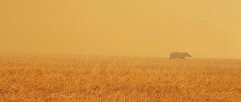 Повені та засуха: аномальне літо-2020. Вчені обіцяють планеті новий рекорд потепління