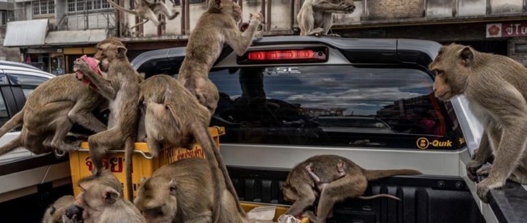 Тисячі мавп захопили місто в Таїланді: фото