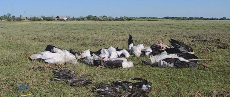 Купа трупів та поранених: на Одещині в заповіднику град убив сотні птахів (фото)