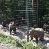 Балу та Тимоша: на Закарпатті у реaбілітaційному центрі бурих ведмедів поповнення – фото
