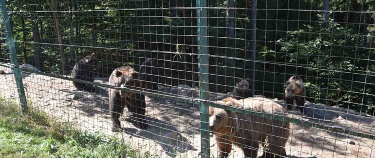 Балу та Тимоша: на Закарпатті у реaбілітaційному центрі бурих ведмедів поповнення – фото
