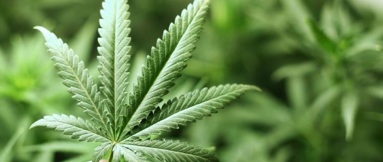 Марихуана висотою понад 2 метри: на Ужгородщині поліцейські виявили незаконні посіви коноплі