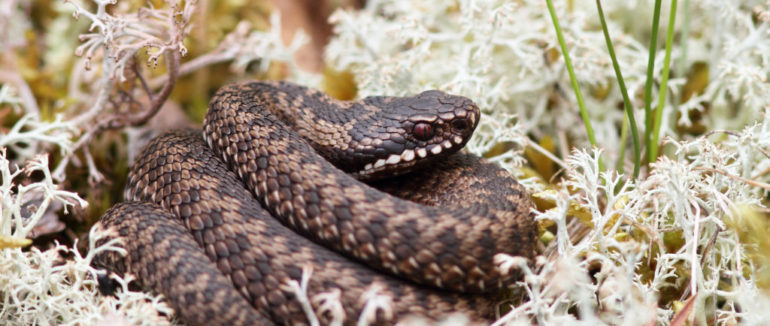 Через укус карпатської гадюки, 6-річна дівчинка вже більше тижня в реанімації