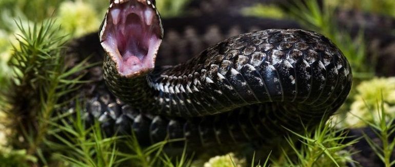 Змія вкусила 8-річну дитину: інцидент стався у Львівській області