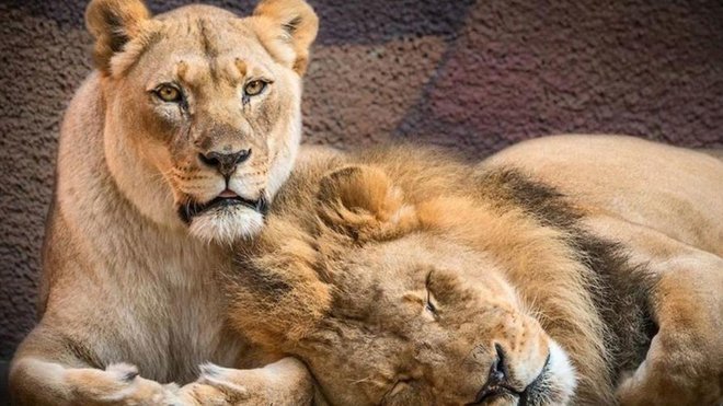 Закохану пару старих левів приспали разом, щоб вони не бачили смерті партнера: чуттєві фото