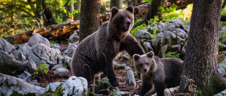 На Міжгірщині до центру реабілітації бурих ведмедів привезуть ще двох нових мешканців