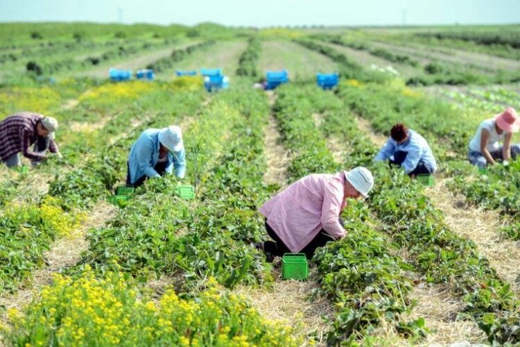Фінляндія закрила свої кордони для українських заробітчан