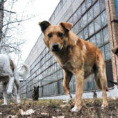 Інцидент у Виноградові: безпритульні собаки напали на дітей