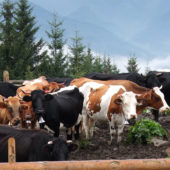 Знак другого географічного зазначення в Україні отримає гуцульська коров’яча бринза Франківщини