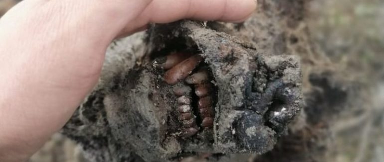 У Сибіру знайшли ідеально збереженого ведмедя льодовикового періоду