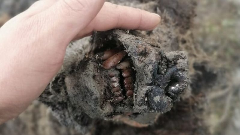 У Сибіру знайшли ідеально збереженого ведмедя льодовикового періоду
