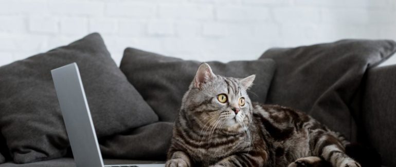 Доступ до даних з ноутбуку та смартфону українців без рішення суду: у Раді зареєстрували відповідний законопроект