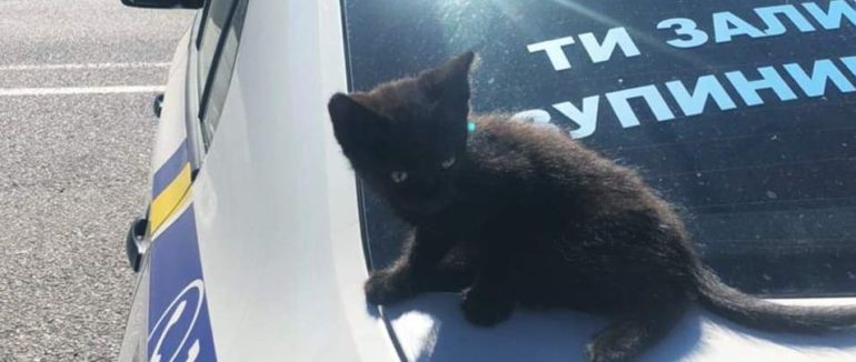 Хвилинка доброти: ужгородські патрульні допомогли маленькому кошеняті, яке блукало дорогою