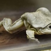 Допомогти збереженню дикої природи: порносайт вирішив врятувати вимираючий вид жаб