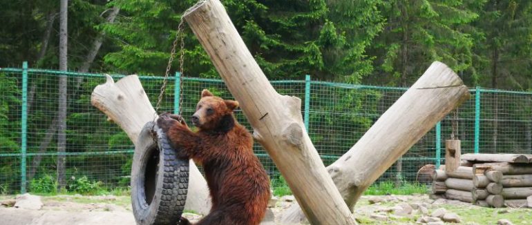 На Закарпатті ведмедів готують до зимової сплячки