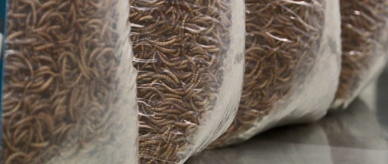 Вплив вібрації на черв’яків: науковці з України здобули Шнобелівську премію з фізики