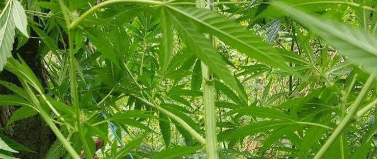 На Рахівщині поліція виявила незаконні посіви конопель