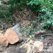 Незаконна вирубка лісу на Закарпатті: до злочину причетний 42-річний житель Перечинщини