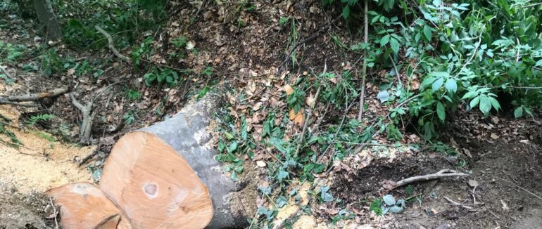 Незаконна вирубка лісу на Закарпатті: до злочину причетний 42-річний житель Перечинщини