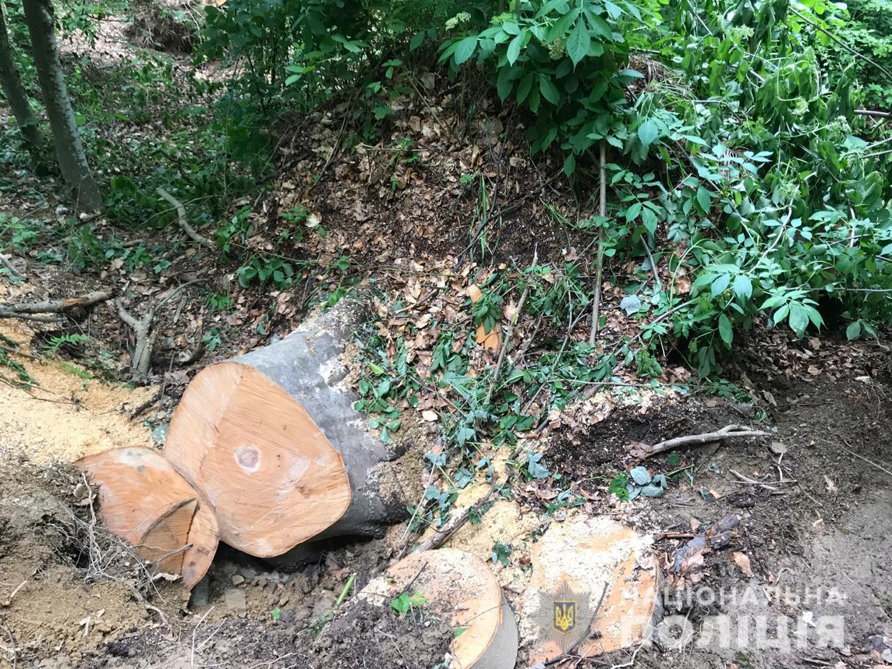 Незаконна вирубка лісу на Закарпатті: до злочину причетний 42-річний житель Перечинщини